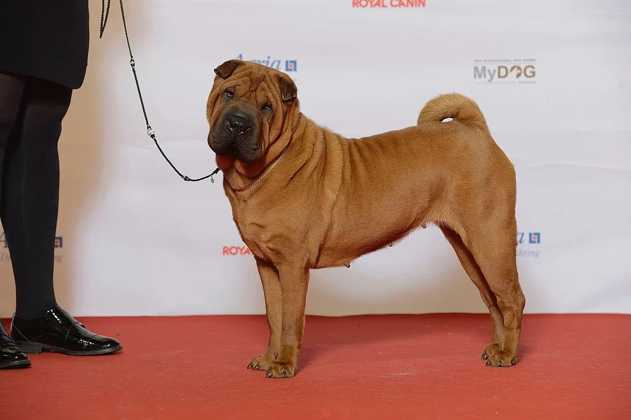 Shar Pei in a breed-specific portrait.