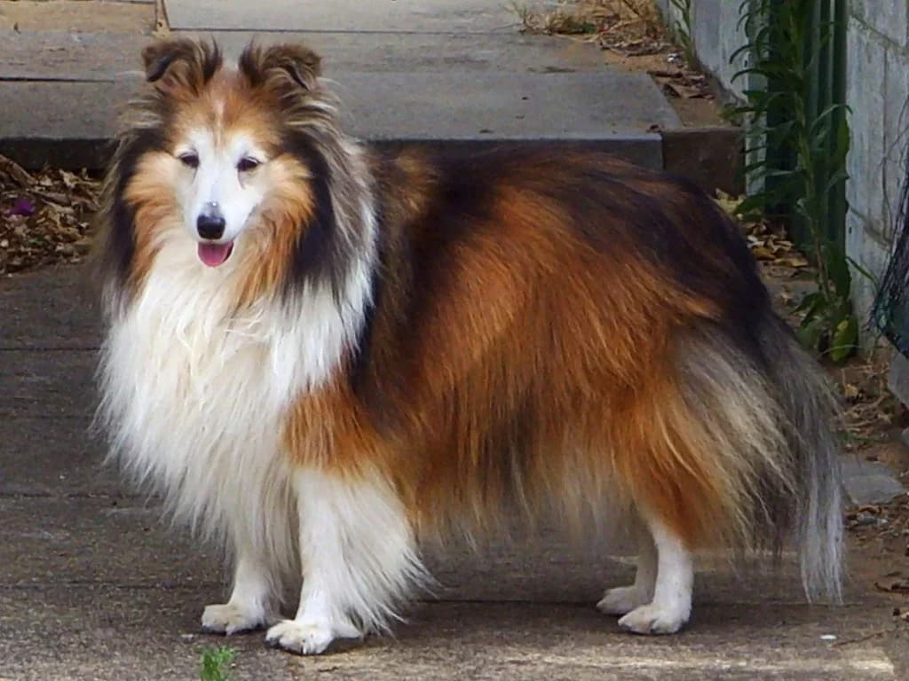 A sable Shetland Sheepdog standing outdoors and looking toward the camera.