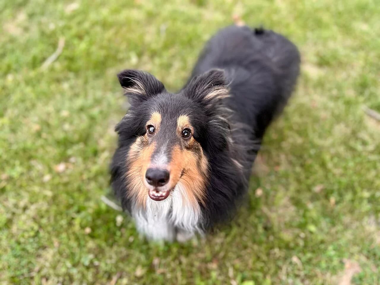 A Shetland Sheepdog looking up toward the camera outdoors.