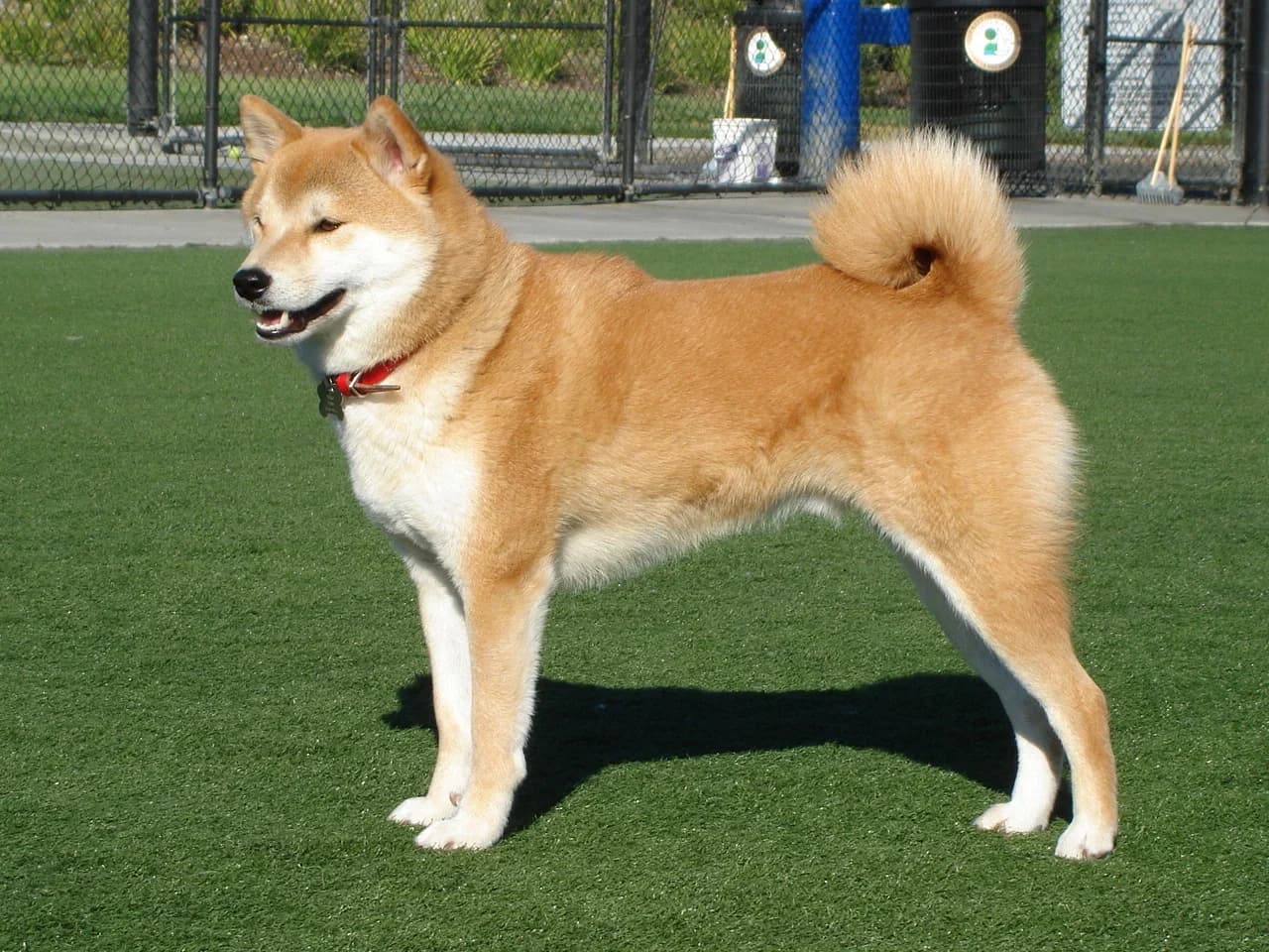 Red Shiba standing outdoors, with upright ears, cream markings and a curled tail.