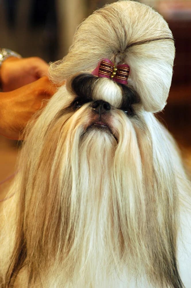 Elegantly groomed Shih Tzu show dog with a long golden-and-white coat and a decorative topknot.