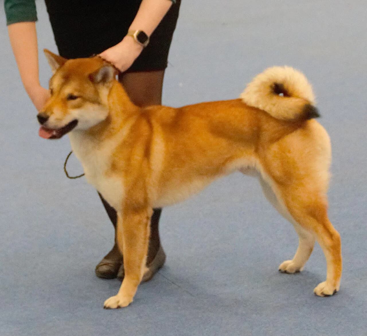 Shikoku in a breed-specific portrait.