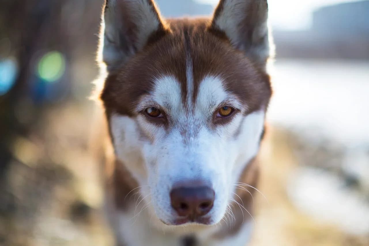 Siberian Husky in a breed-specific portrait.