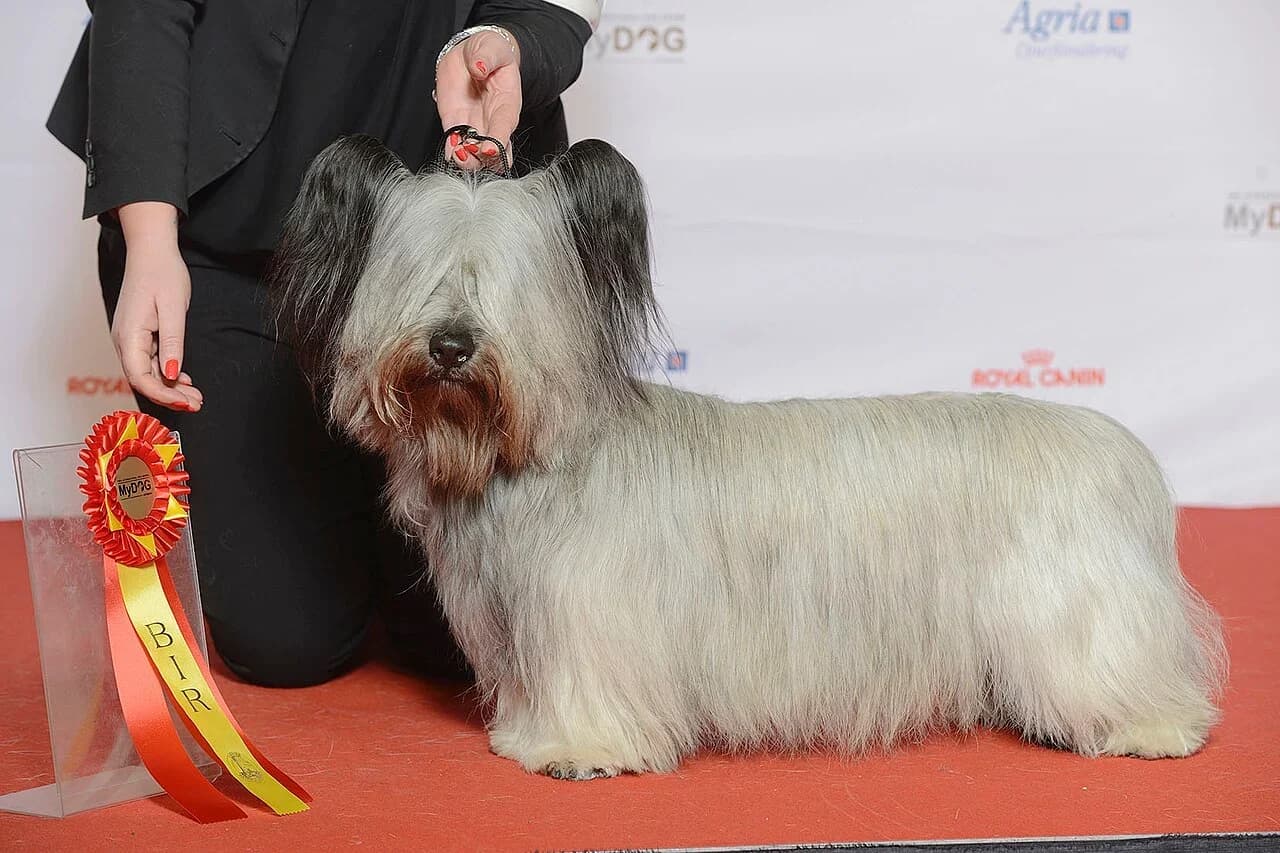 Skye Terrier in a breed-specific portrait.