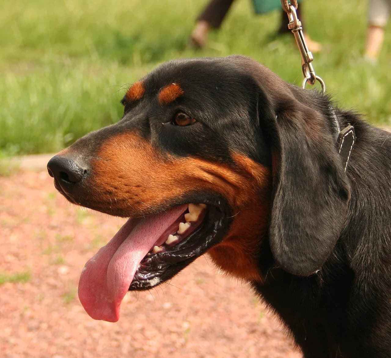 Slovakian Hound in a breed-specific portrait.