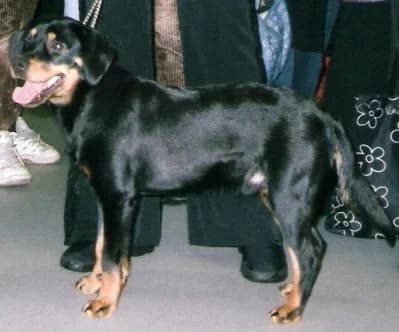 smalandsstovare photographed with its breed characteristics clearly visible