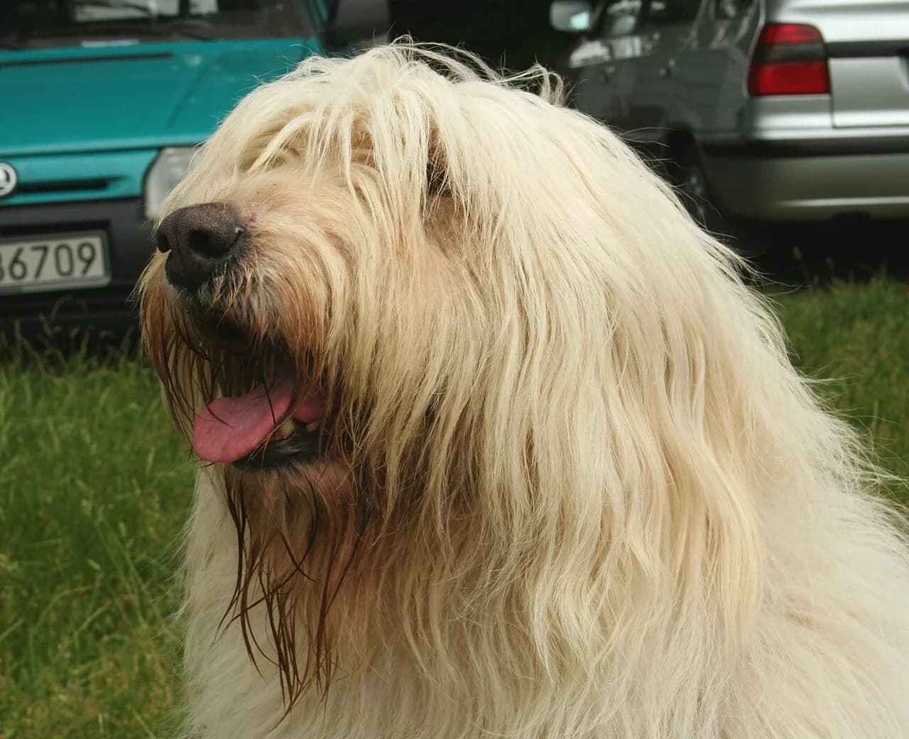 South Russian Shepherd Dog in a breed-specific portrait.