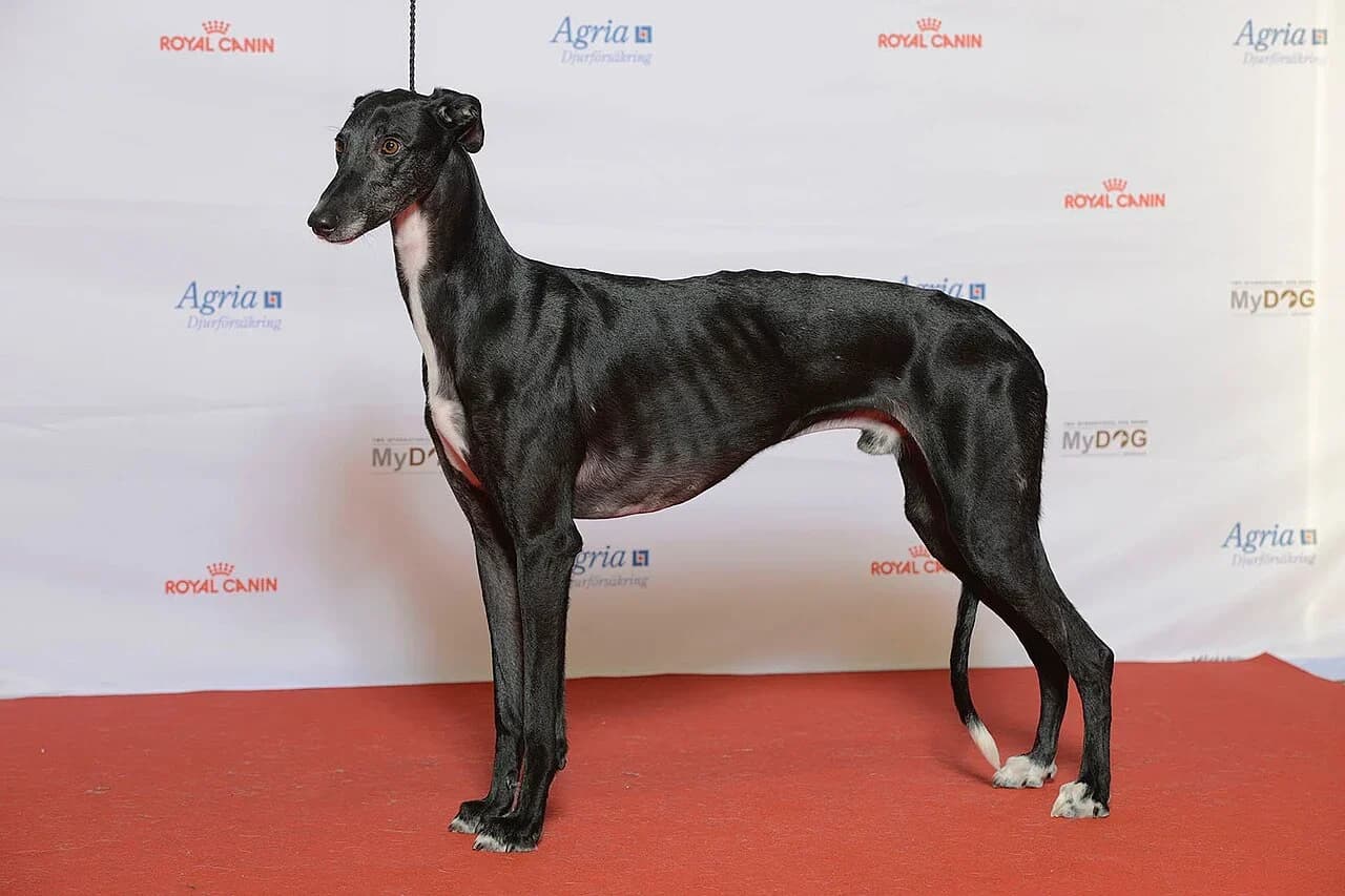 Spanish Greyhound in a breed-specific portrait.