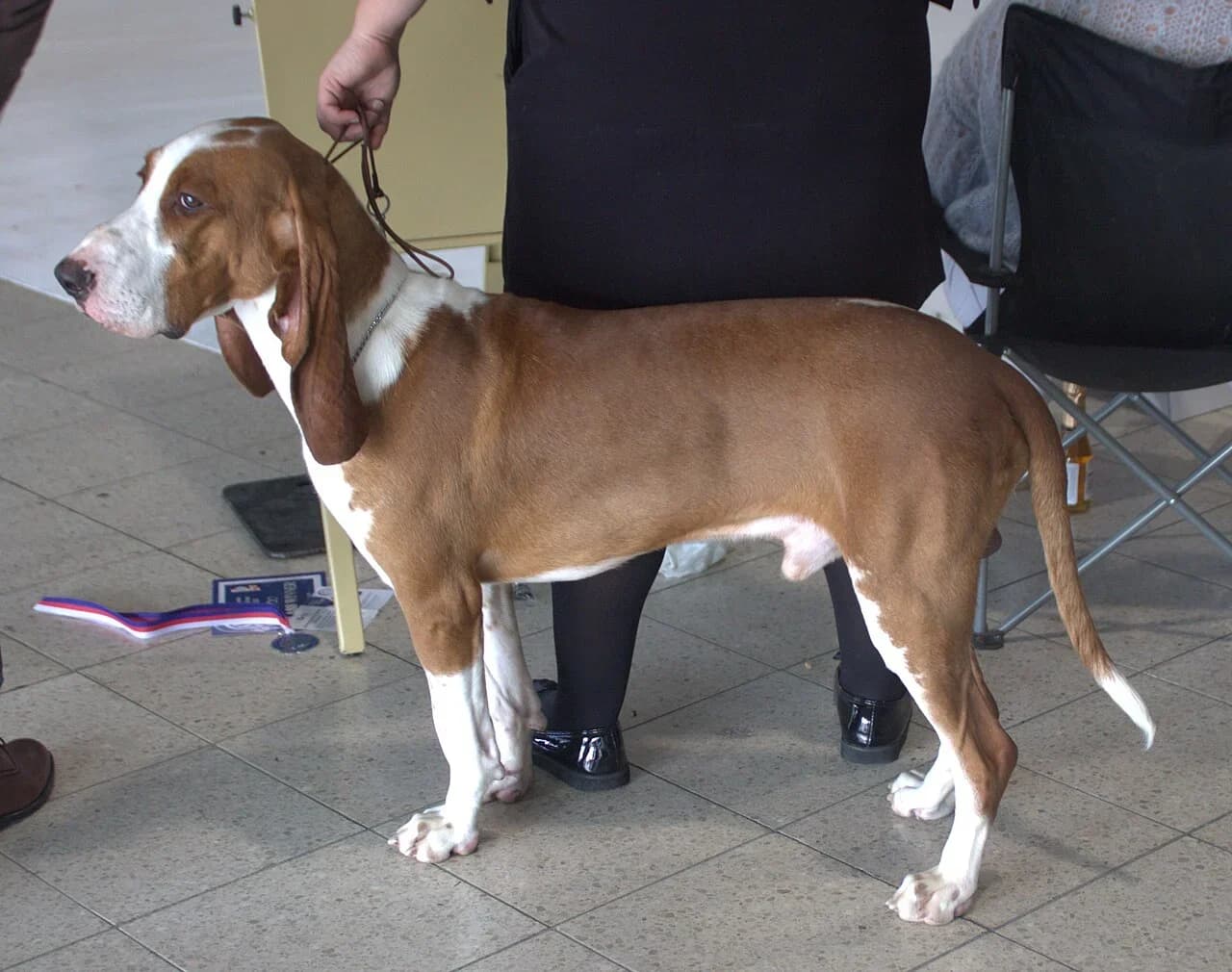 Spanish Hound in a breed-specific portrait.