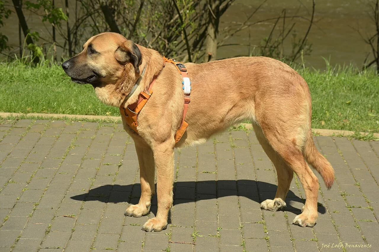 Spanish Mastiff in a breed-specific portrait.