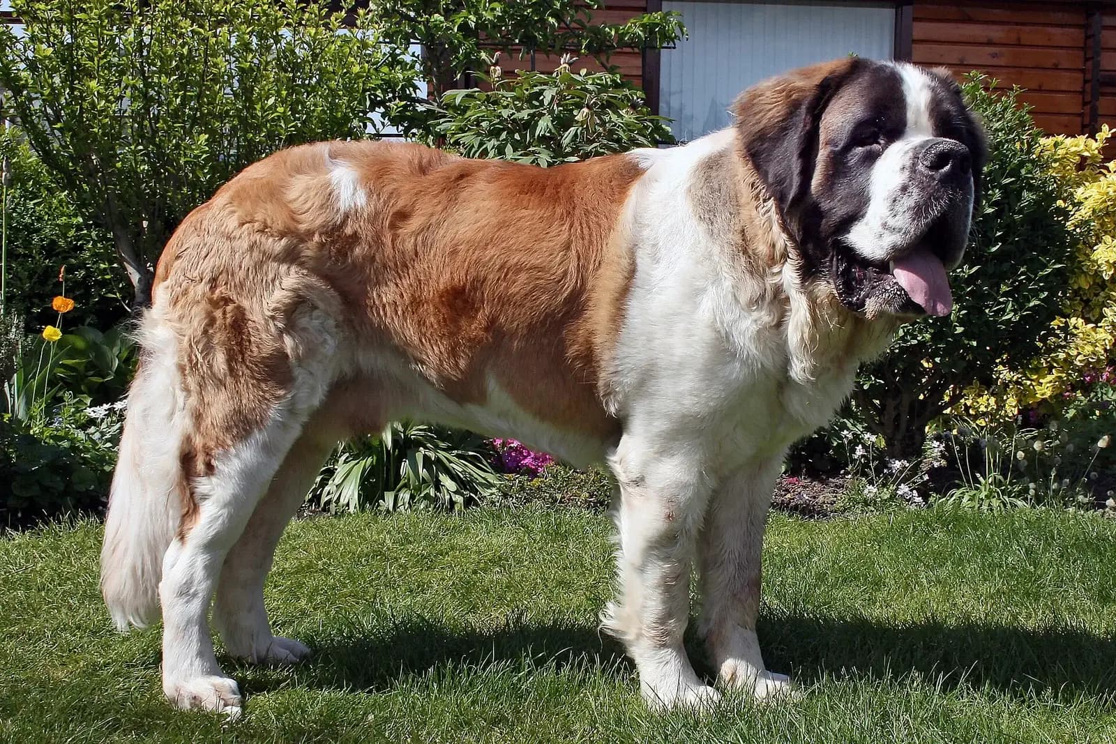 Long-coated Saint Bernard standing on a garden lawn with a brown-and-white coat.