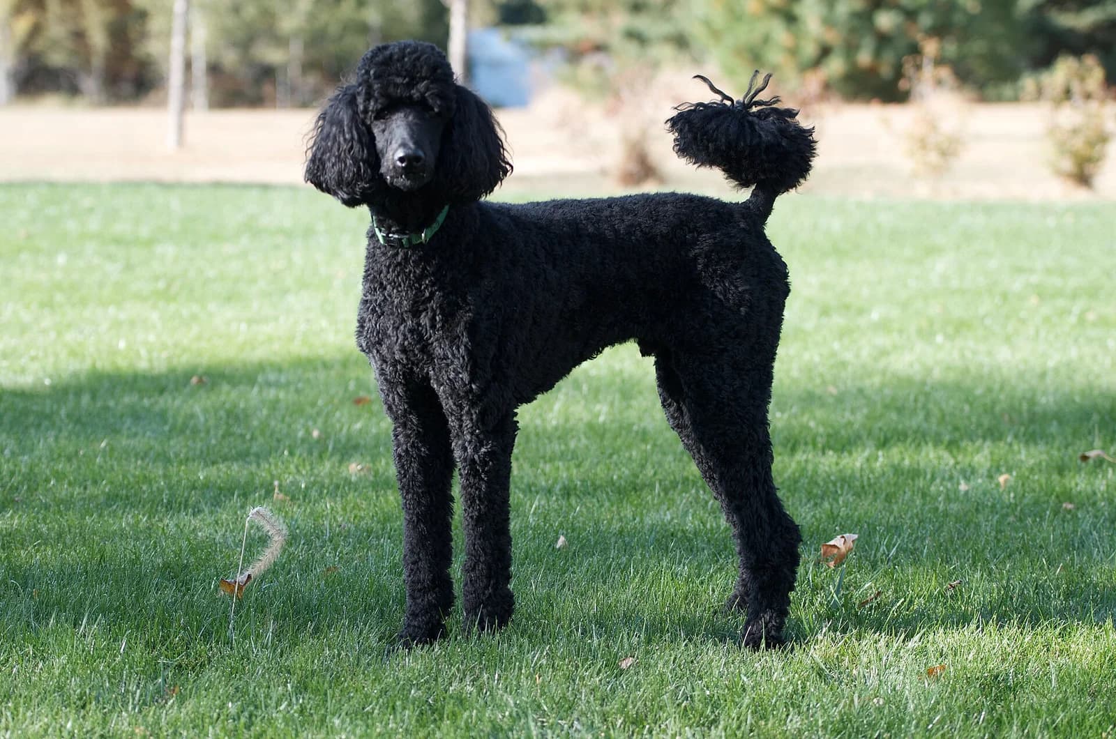Black Standard Poodle standing on grass, with a curly clipped coat and long legs.