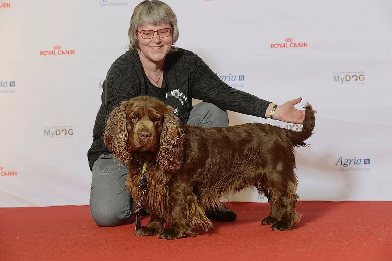 Sussex Spaniel in a breed-specific portrait.