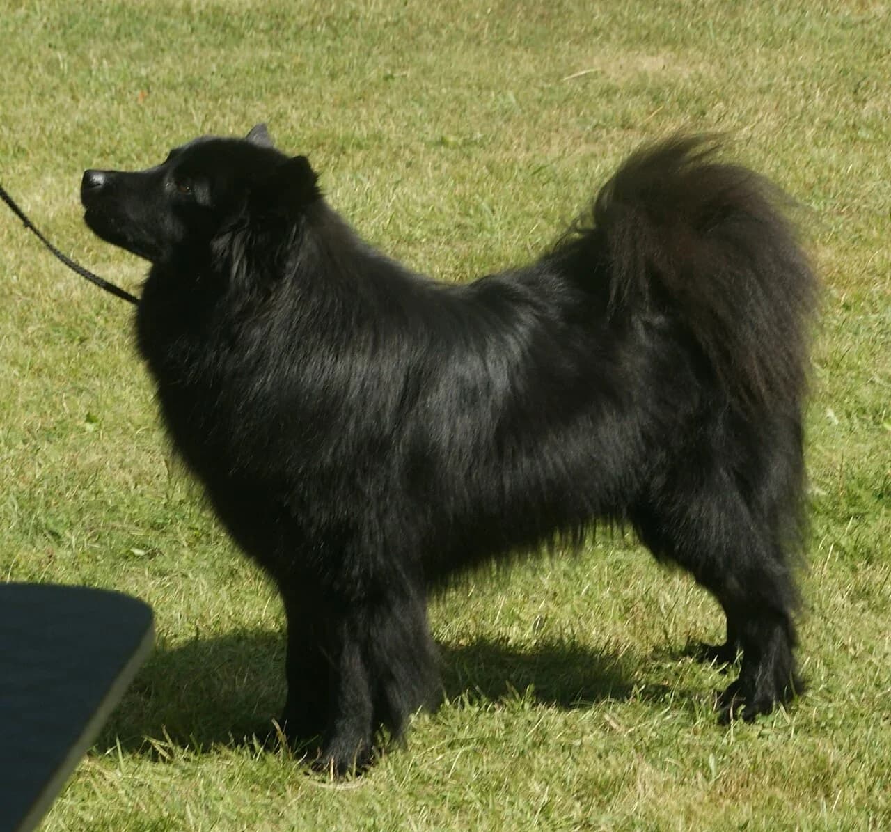 Swedish Lapphund in a breed-specific portrait.