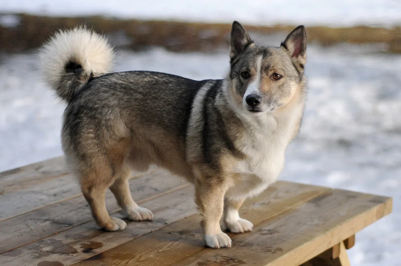 Swedish Vallhund standing on a snowy wooden platform and looking toward the camera.