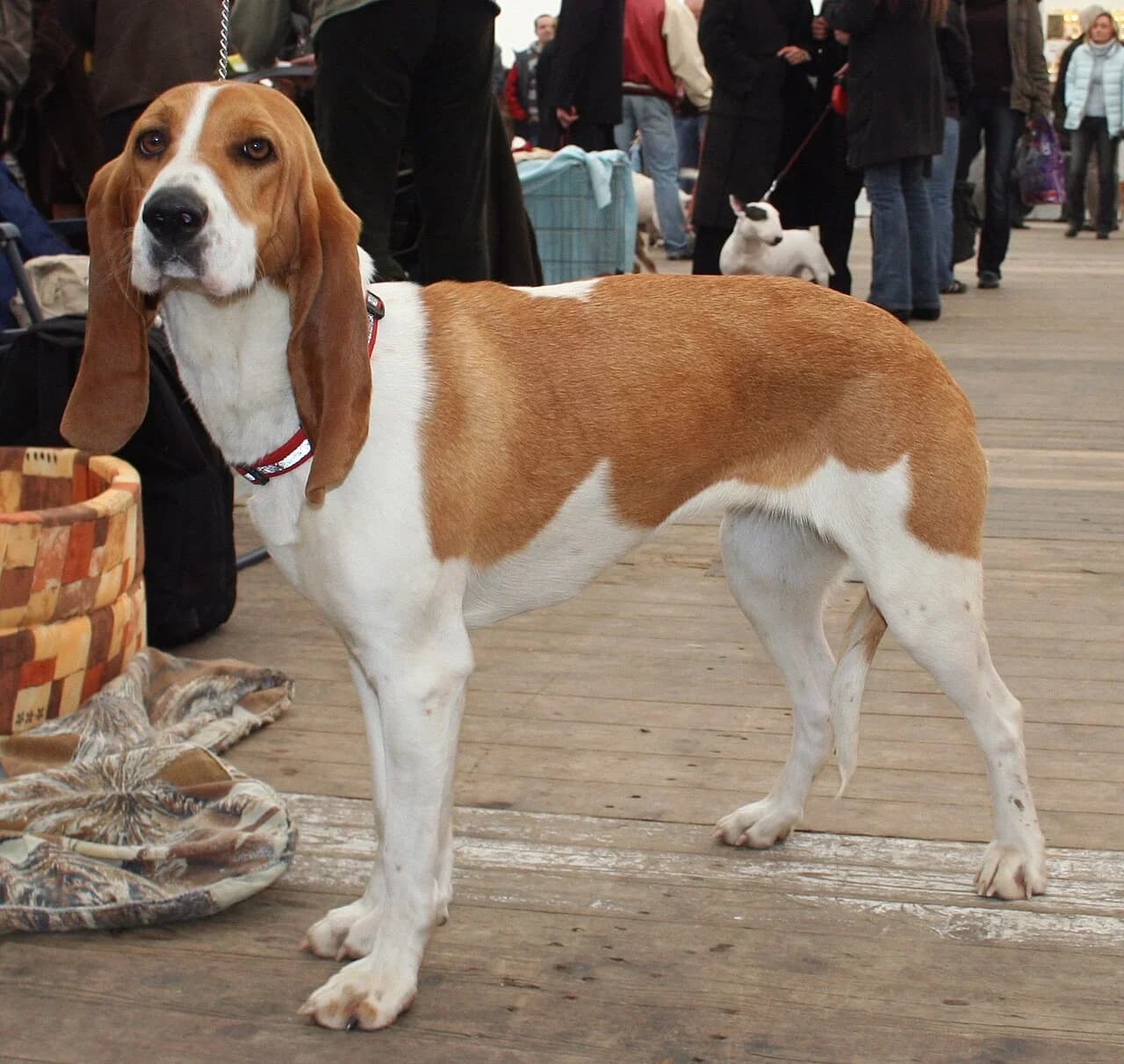 Swiss Hound in a breed-specific portrait.