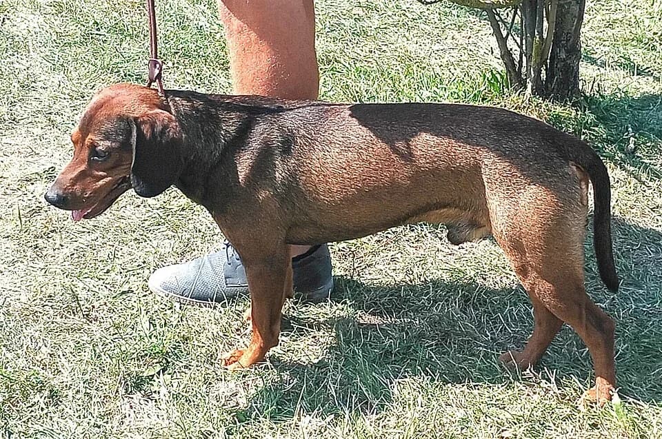 A Tatra Hound with a black saddle standing outdoors.