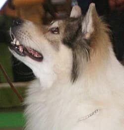 thai bangkaew dog photographed with its breed characteristics clearly visible