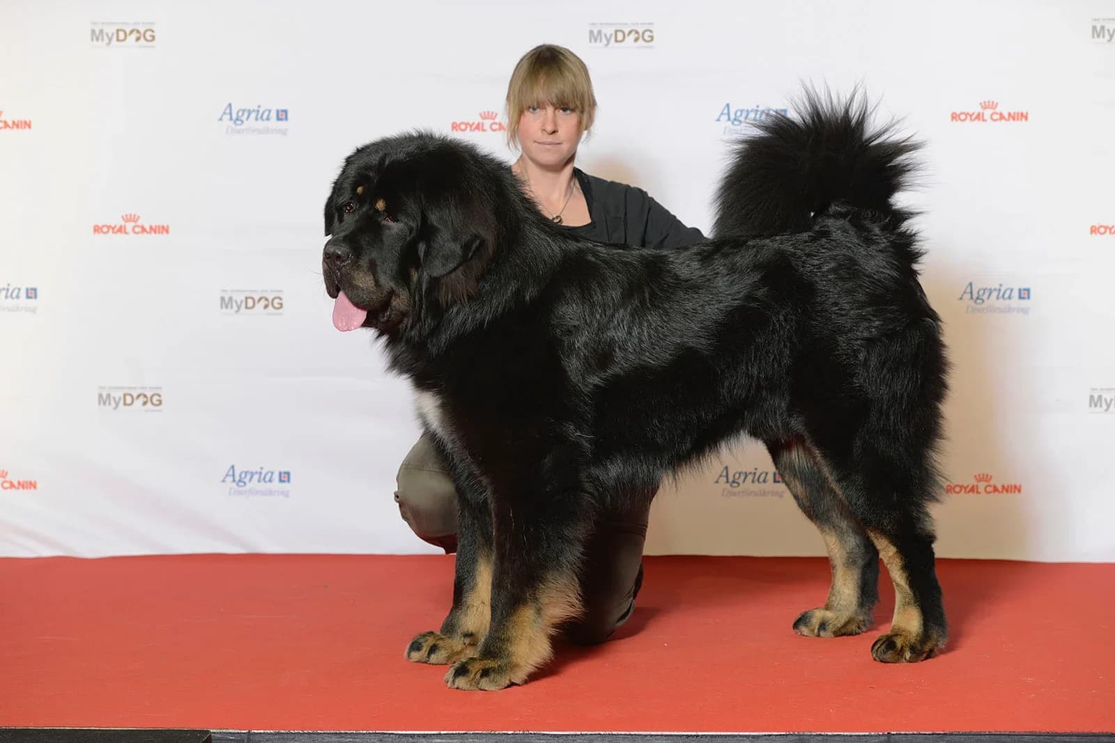 Tibetan Mastiff standing at a dog show with a dense black coat and tan legs.