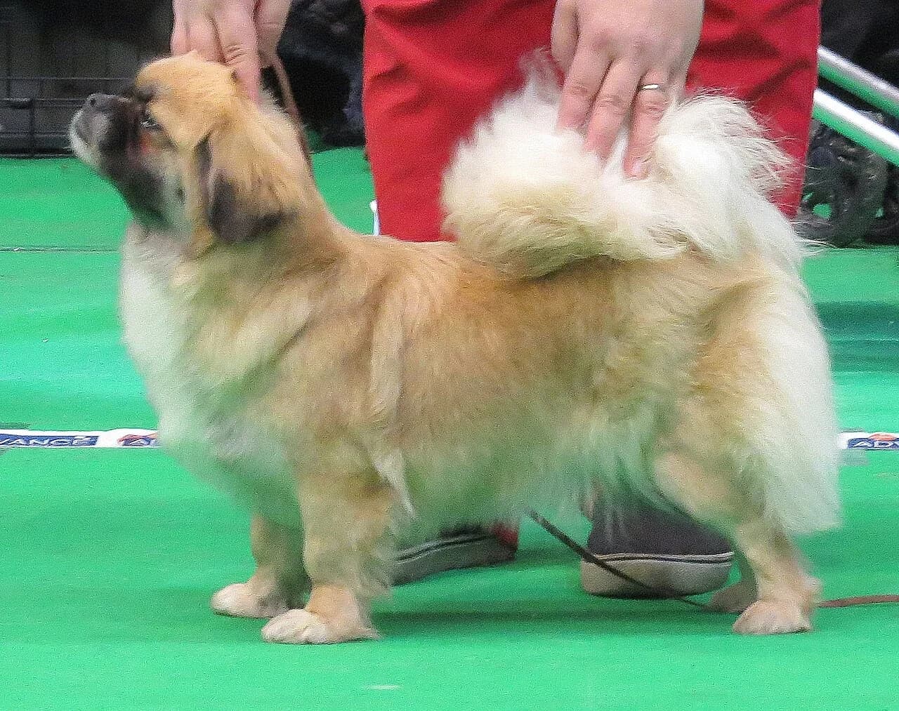 A fawn Tibetan Spaniel with a feathered curled tail standing at a breed show in Narva.