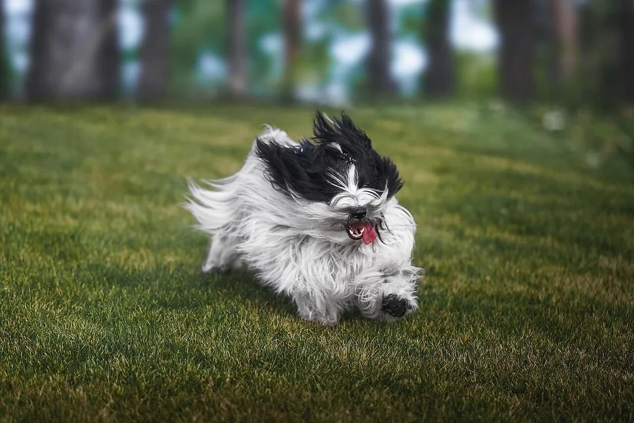 Tibetan Terrier in a breed-specific portrait.