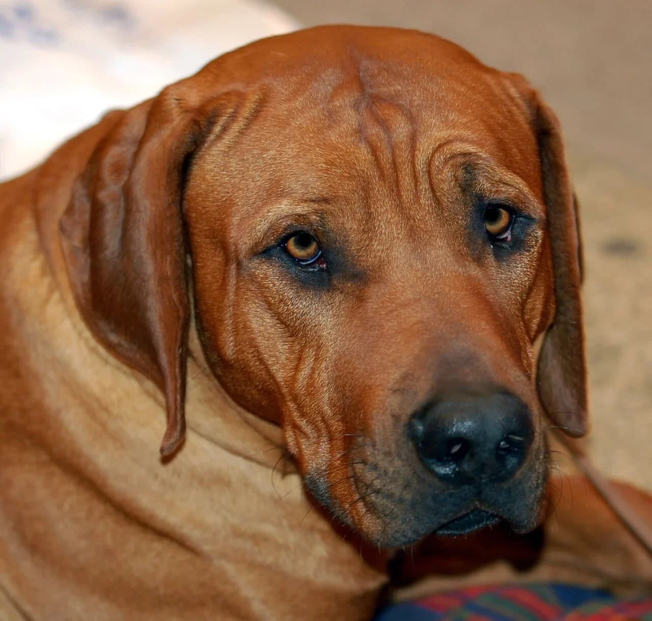 Tosa in a breed-specific portrait.