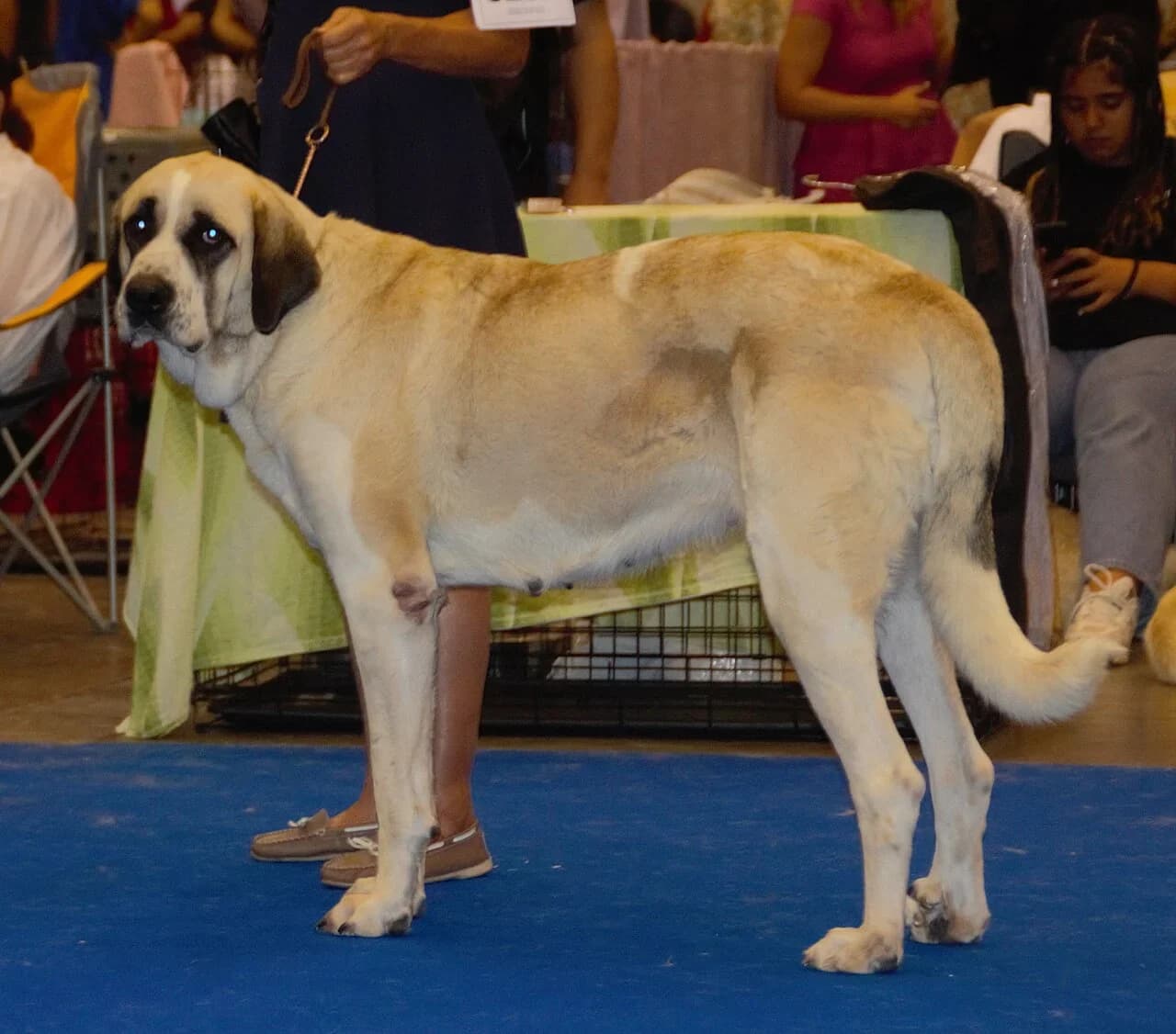 Transmontano Mastiff in a breed-specific portrait.