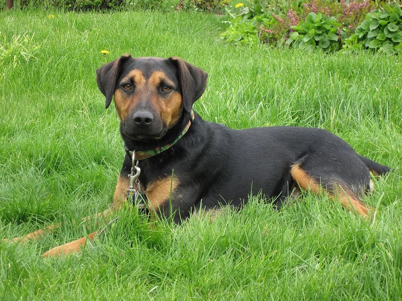 A black and tan Tyrolean Hound resting in green grass and looking at the camera.
