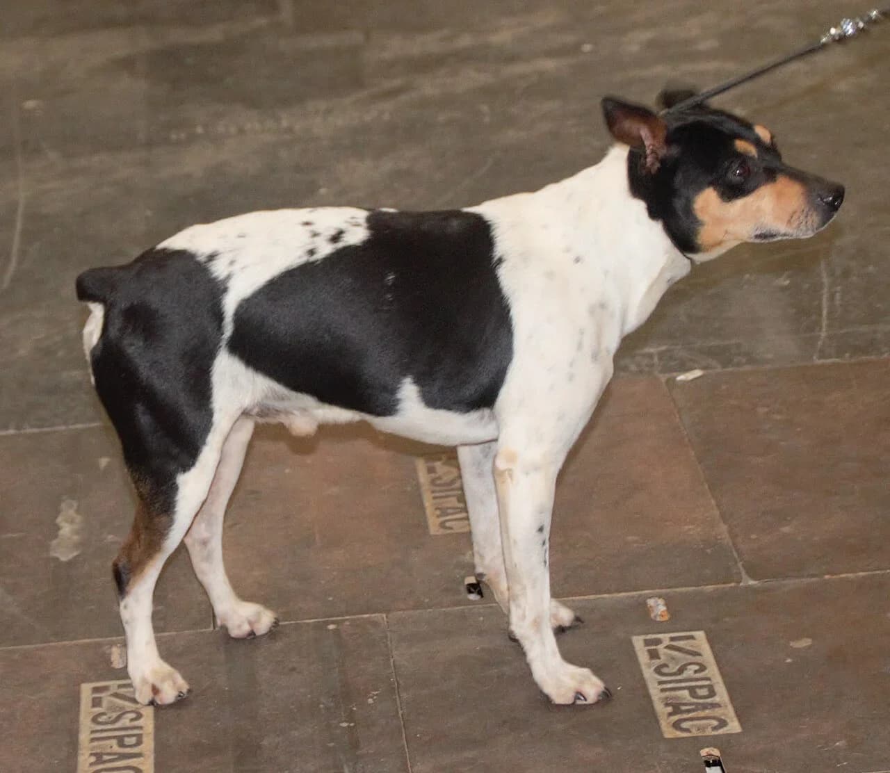 Valencian Terrier in a breed-specific portrait.