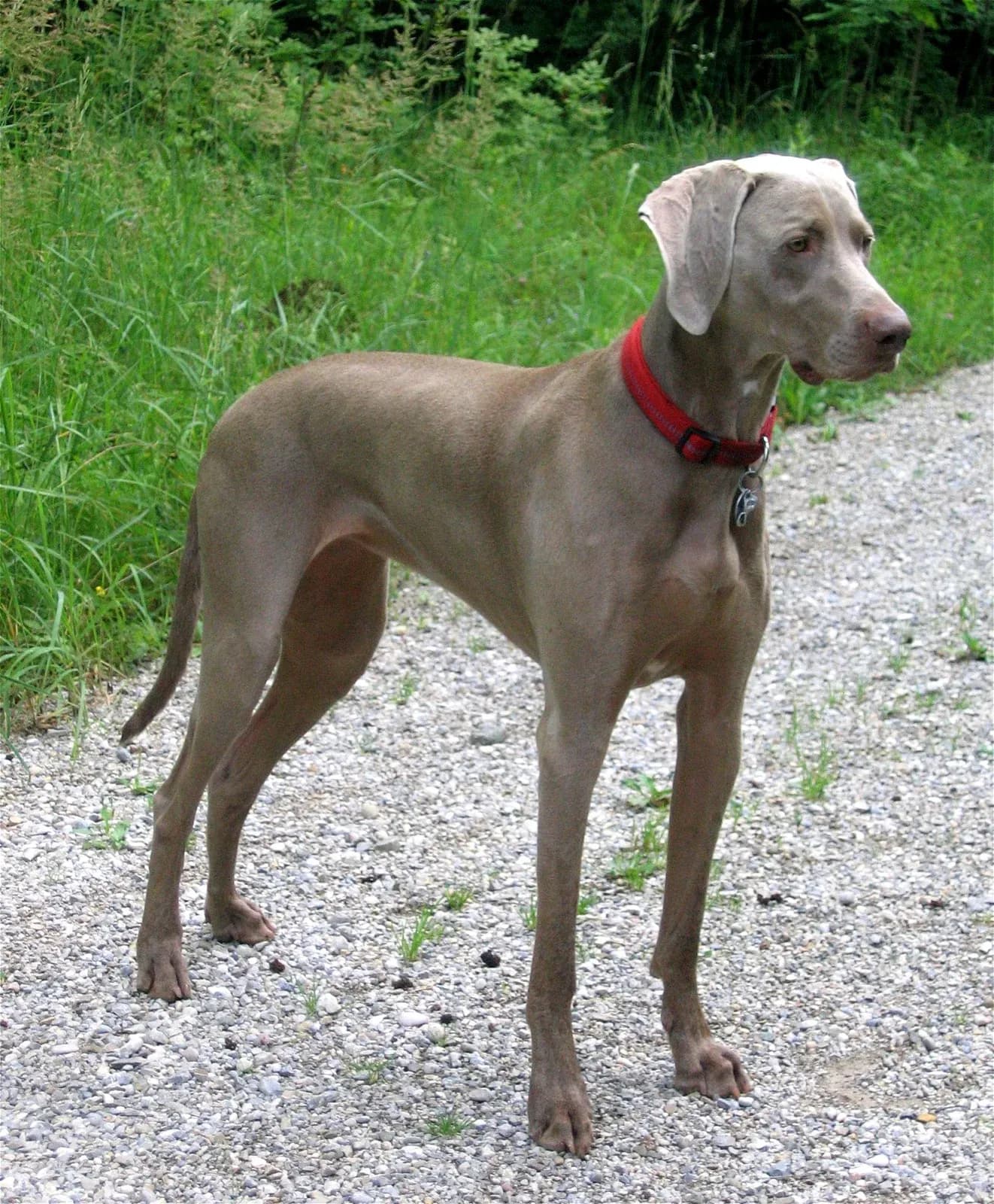 Gray Weimaraner standing on a woodland path, with pendant ears and a red collar.