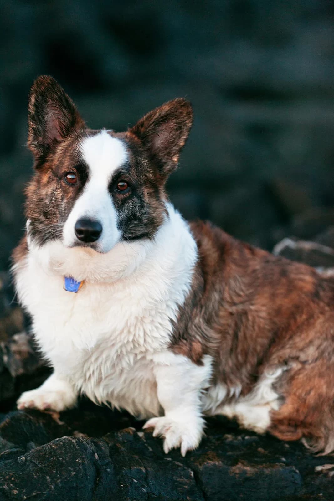 A Cardigan Welsh Corgi looking toward the camera outdoors.