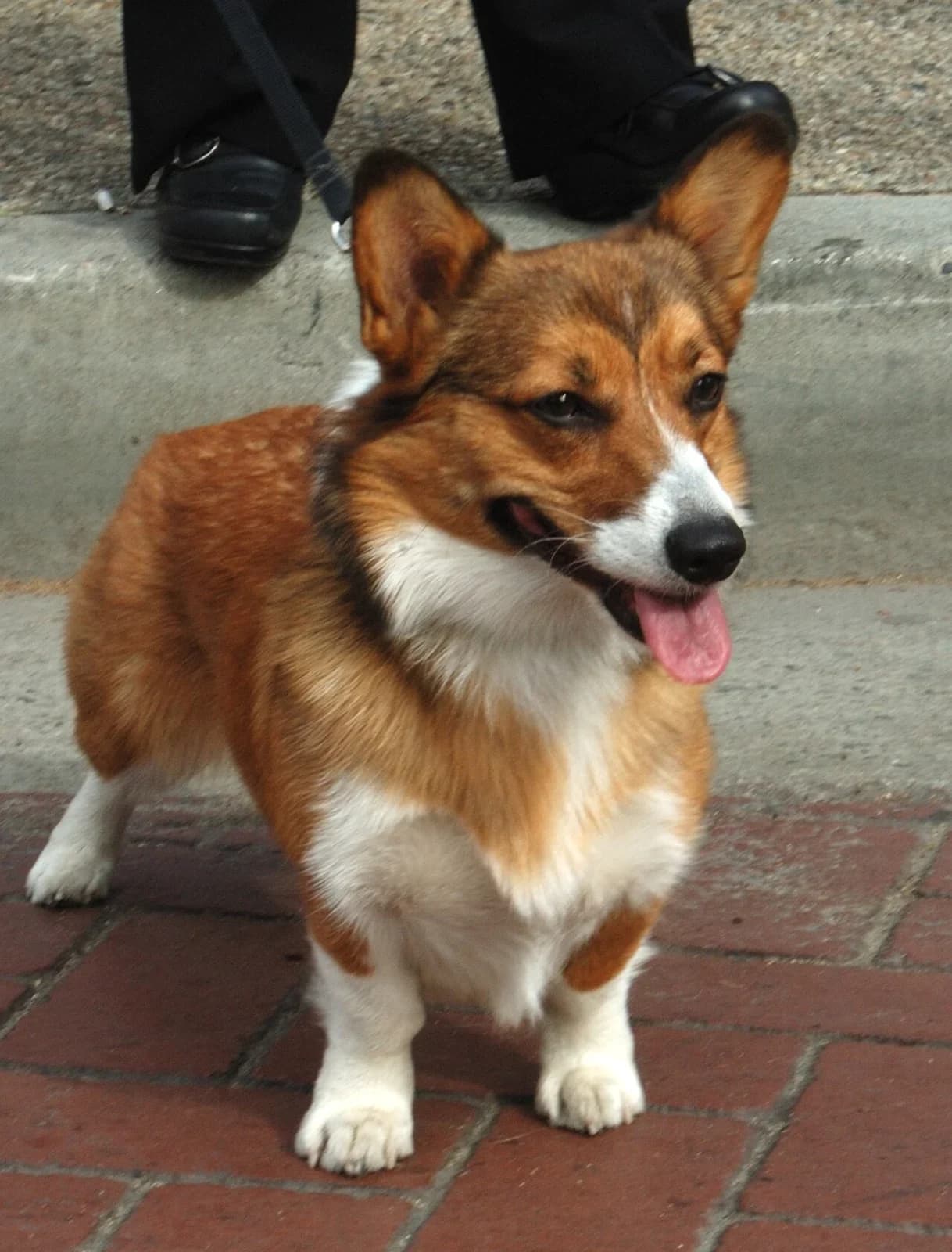 A Pembroke Welsh Corgi sitting and looking toward the camera.
