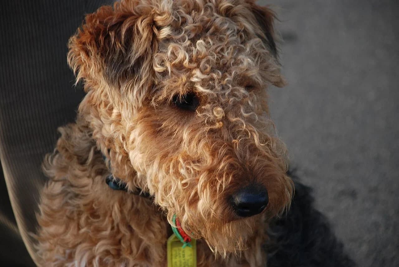 Welsh Terrier in a breed-specific portrait.
