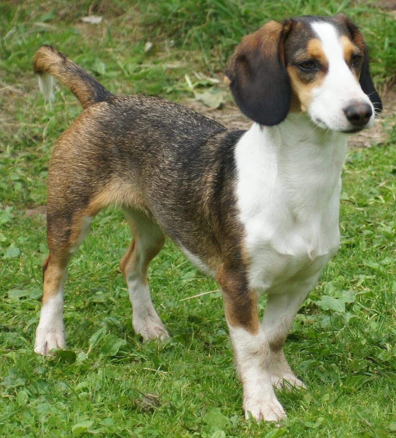 Westphalian Dachsbracke in a breed-specific portrait.