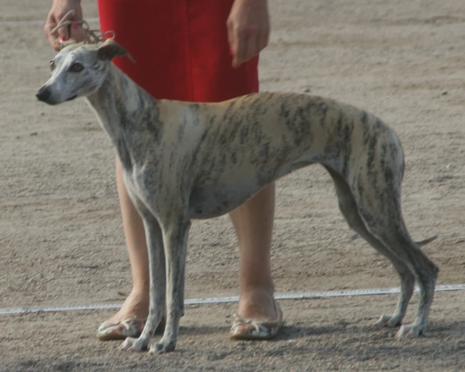 Fawn-brindle Whippet standing in profile at a dog show, with a slim body and deep chest.