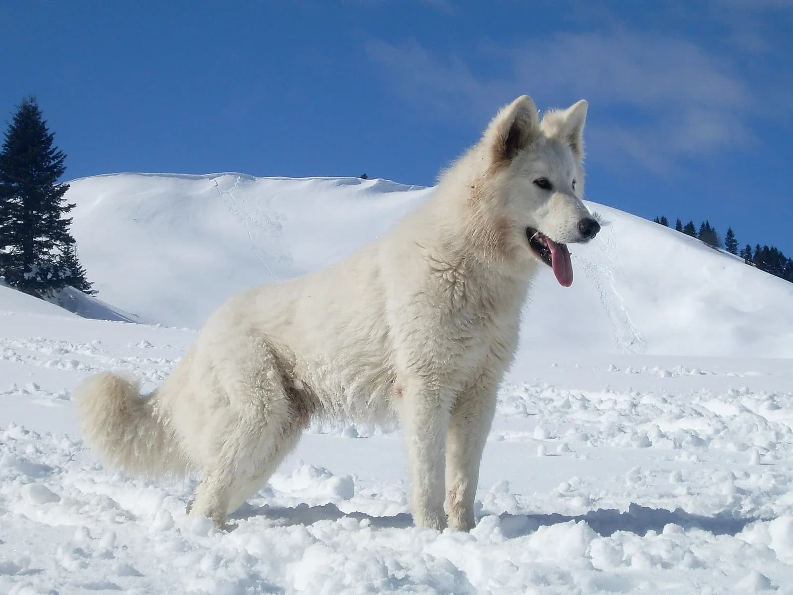 White Swiss Shepherd Dog standing in bright snow beneath a blue sky.