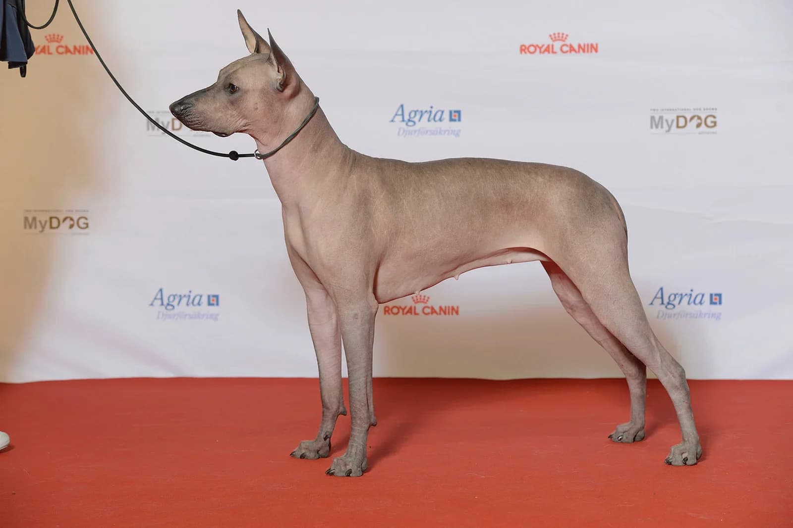 Hairless Xoloitzcuintle standing in profile against a pale dog-show backdrop.
