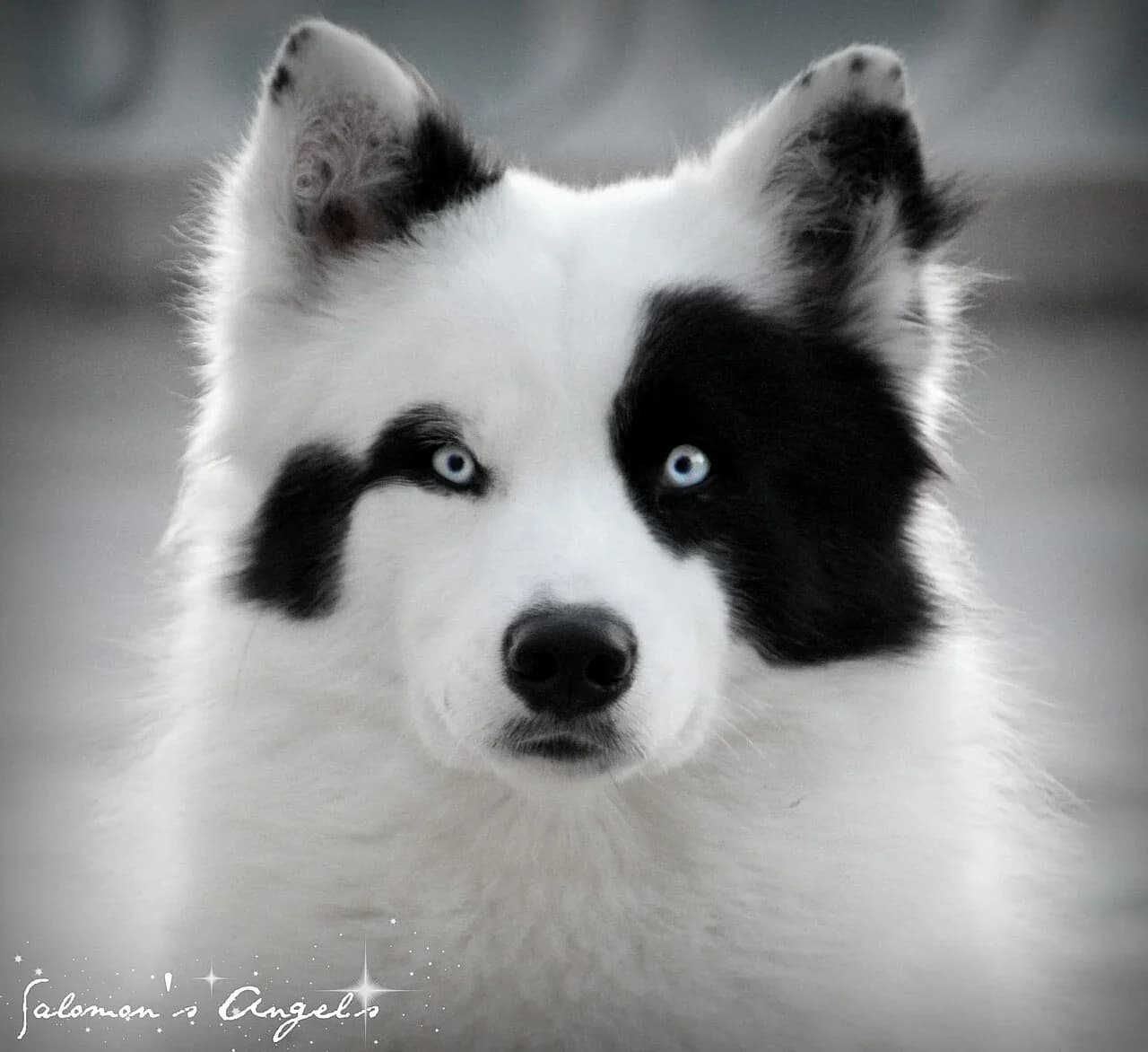 Yakutian Laika in a breed-specific portrait.