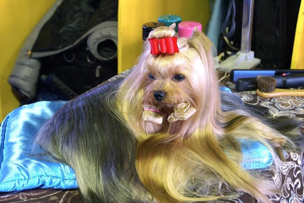 A groomed Yorkshire Terrier with a silky blue and gold coat at Westminster.