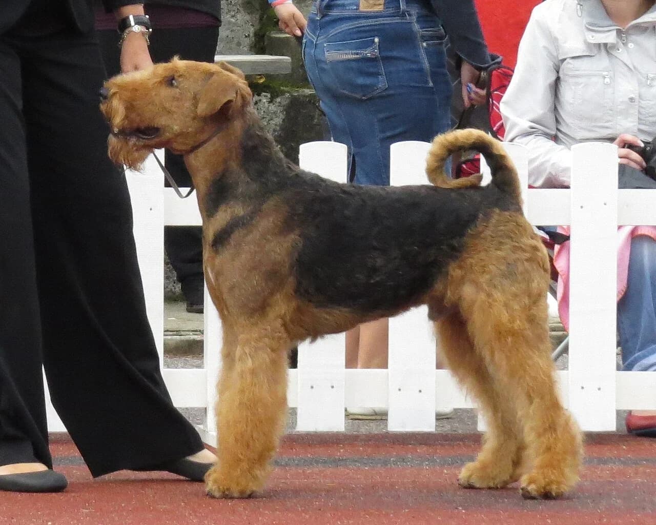 A groomed Airedale Terrier standing at a dog show.