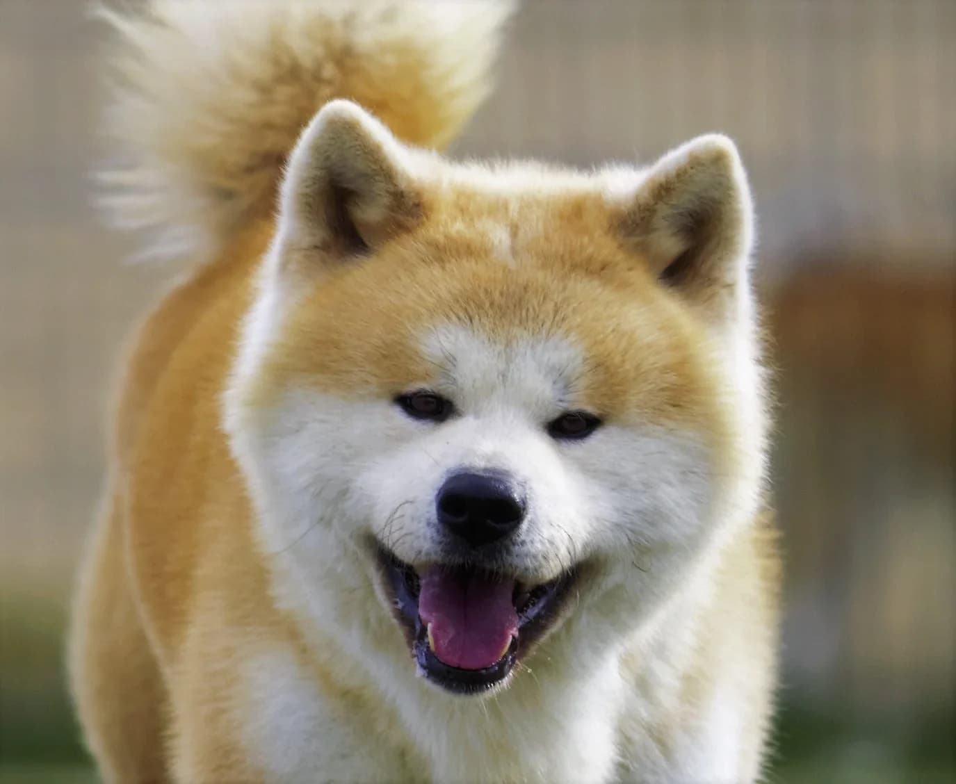 Japanese Akita Inu looking toward the camera, with red-and-white fur and upright ears.