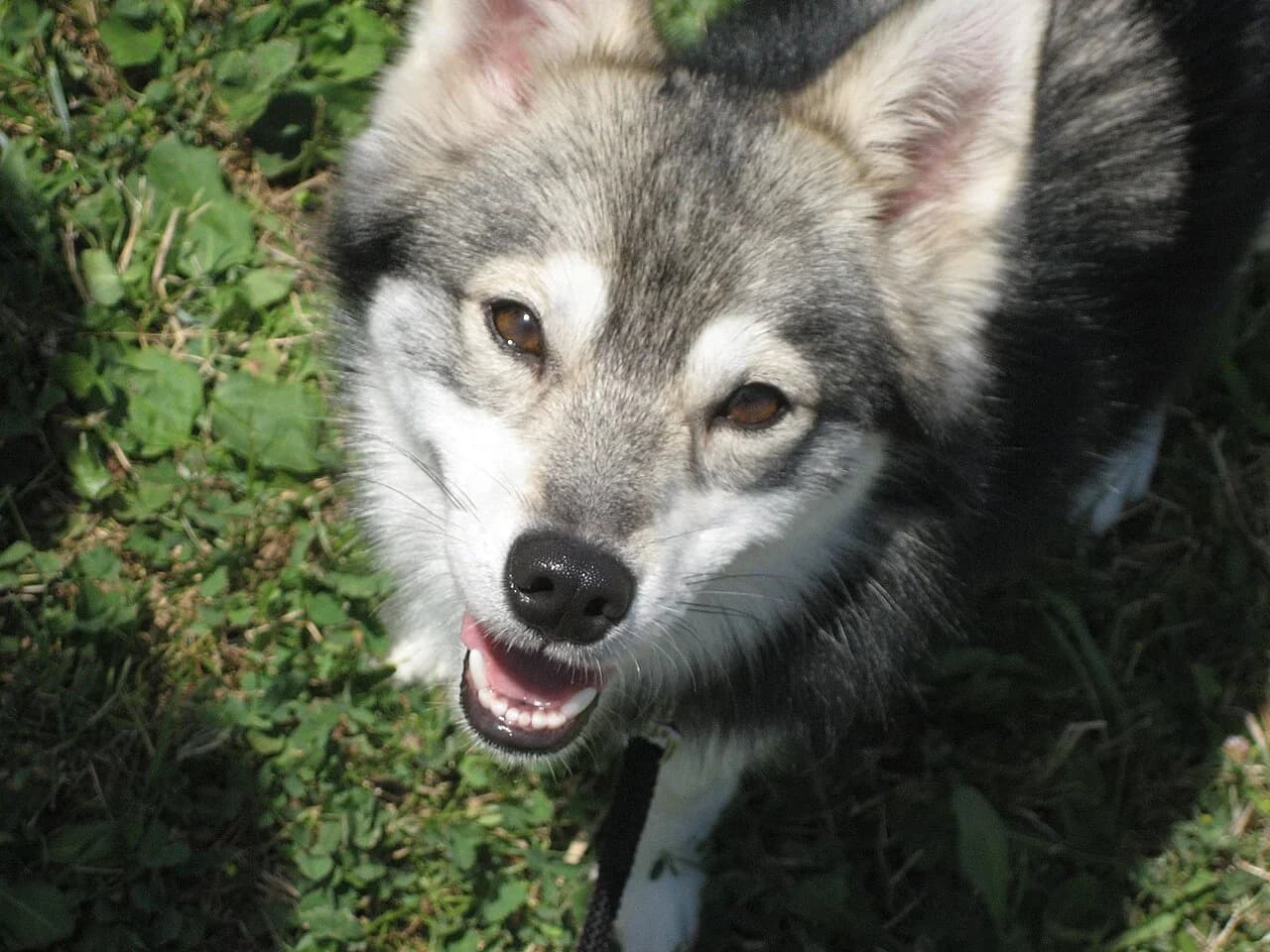 An Alaskan Klee Kai looking toward the camera outdoors.