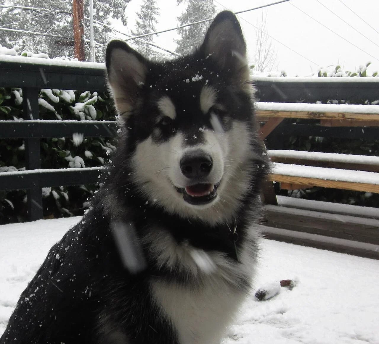 An Alaskan Malamute looking toward the camera in the snow.