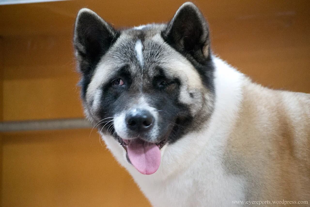 An American Akita with a black facial mask looking toward the camera.