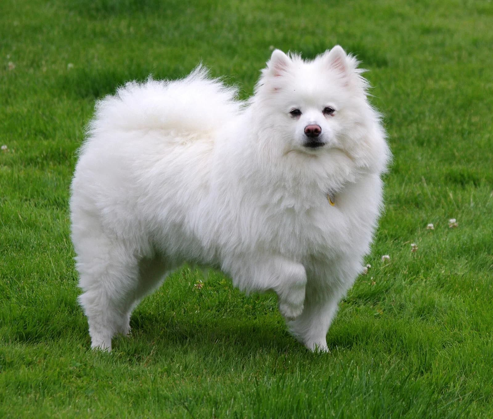 White American Eskimo Dog standing on a green lawn and looking toward the camera.