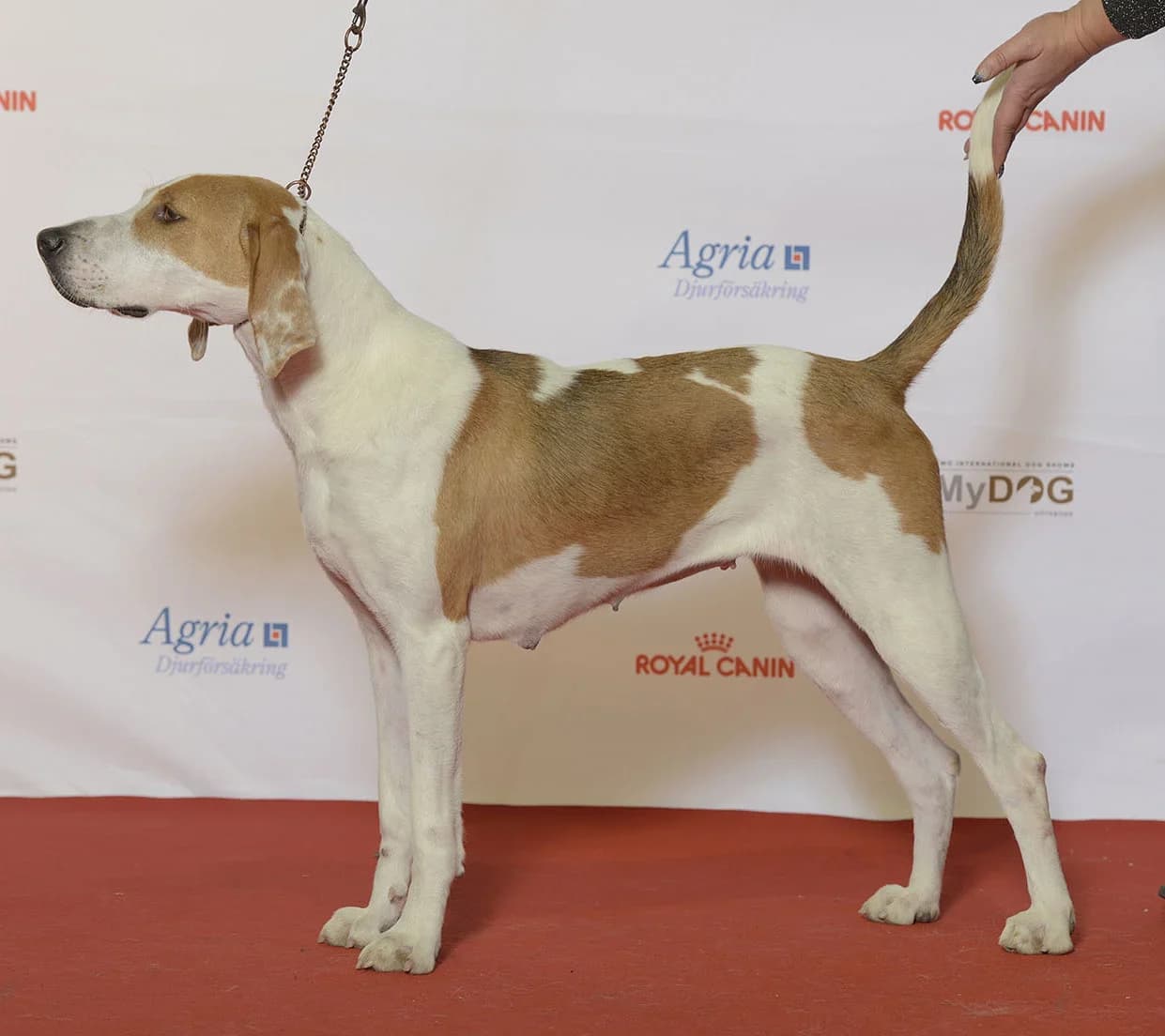 An American Foxhound posed at a dog show.