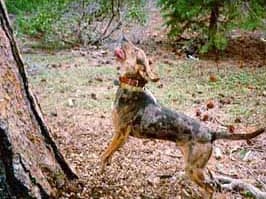 american leopard hound photographed with its breed characteristics clearly visible