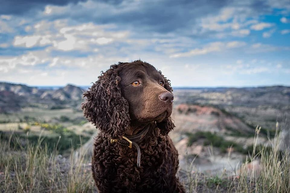 american water spaniel photographed outdoors at Painted Canyon