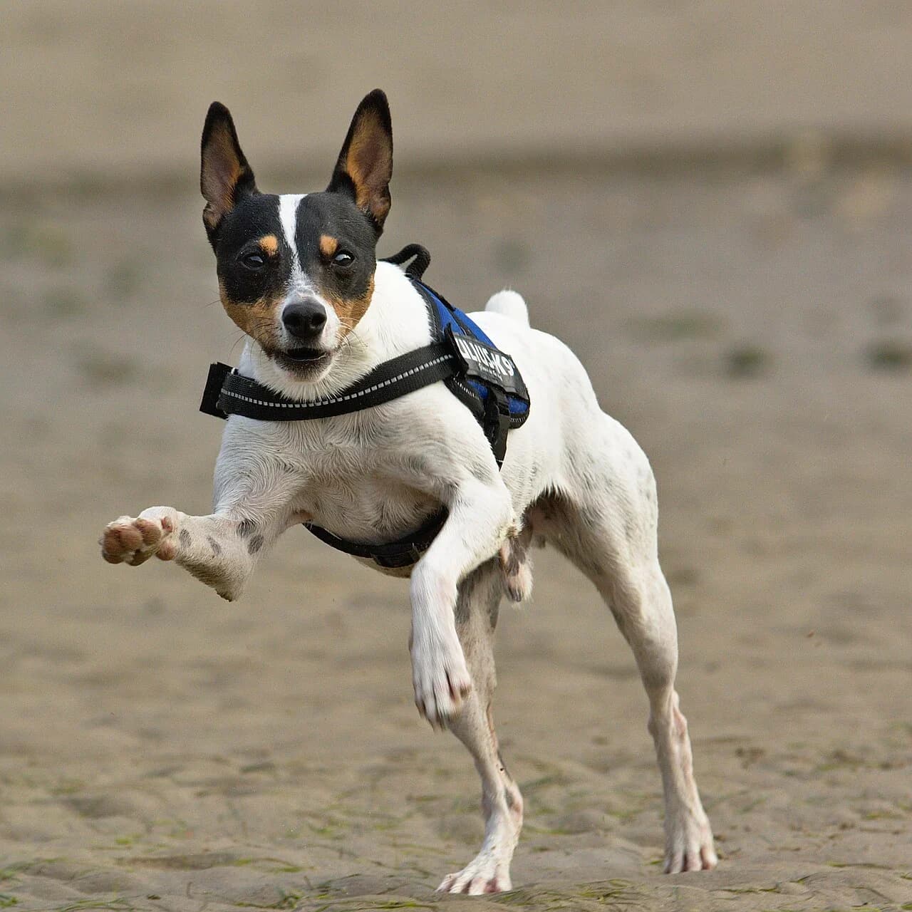 An Andalusian Terrier running toward the camera.
