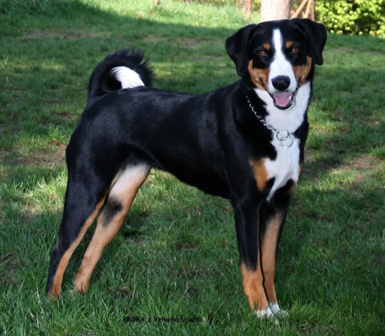 An Appenzell Cattle Dog standing on a garden lawn and looking toward the camera.